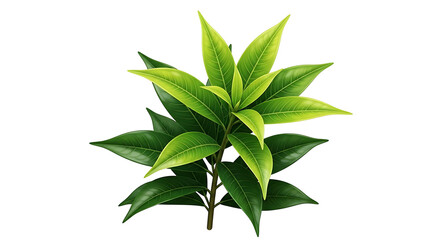 Fresh Green Leaves Sprouting on a Branch Isolated.