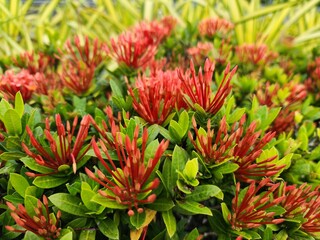 Fototapeta premium Vibrant Red Buds Among Lush Green Foliage in a Sunny Garden Bed
