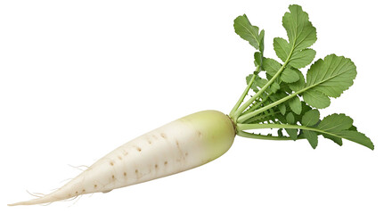 Fresh white radish with green leaves isolated on white background.