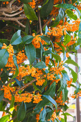 金木犀の花 Fragrant orange osmanthus flowers blooming in autumn sunlight