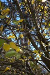 Tree branches with remaining yellow and green color leaves in autumn light, close-up, Copy Space for background use.
