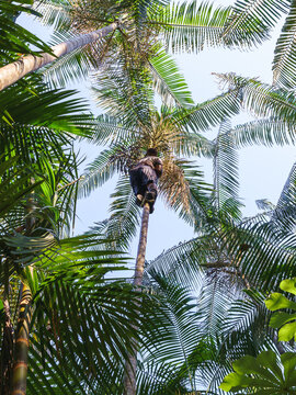 Colheita artesanal do a&ccedil;ai de v&aacute;rzea na amaz&ocirc;nia brasileira 