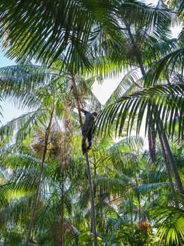 Colheita artesanal do a&ccedil;ai de v&aacute;rzea na amaz&ocirc;nia brasileira 