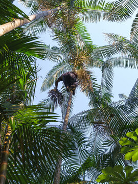 Colheita artesanal do a&ccedil;ai de v&aacute;rzea na amaz&ocirc;nia brasileira 
