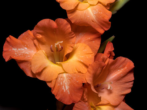 Gladiolus (Gladiolus L.), macro of the plant interior, shallow depth of field, blurred background