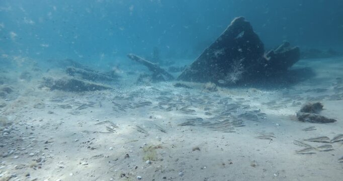 Sea life with large school of fish on sandy sea bottom in salty water