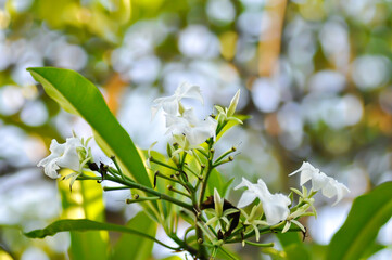 Fototapeta premium Cerbera Odollam Gaertn or Apocynaceae , white flower and sky