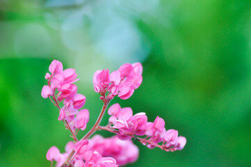 Antigonon leptopus , Coral vine or Mexican creeper or Chain of love or Pink vine or Honolulu Creeper or POLYGONACEAE or pink flowers
