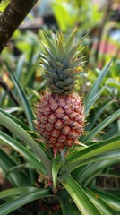 Fototapeta premium Young pineapple fruit with spiky leaves, growing outdoors