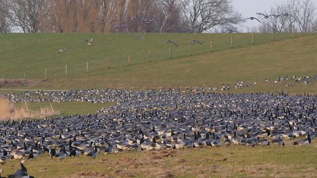 huge flocks of barnacle geese feeding on the dike 201