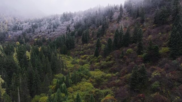 Aerial View of Bawang Mountain in Sichuan, China Misty Autumn Forest Landscape