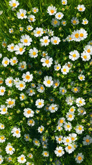 Top view of blooming white daisies in lush green meadow
