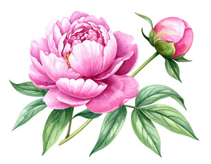 Watercolor Peony Stem with Leaves and Half-Opened Bud, Hand-Painted Botanical Illustration, Isolated on Transparent Background