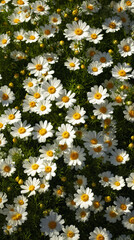 Top view of blooming white daisies in lush green meadow
