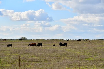 Black Cows in a Farm Field