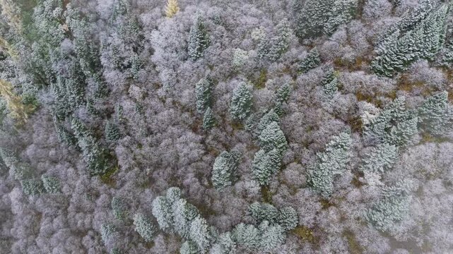 Aerial Drone Shot of Frosted Alpine Forest in Autumn Bawang Mountain, Sichuan, China
