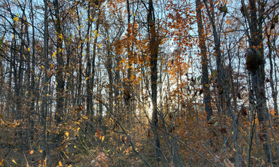 Autumn Forest Path With Golden Light