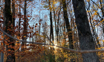 Autumn Forest Trees Under Morning Sunlight