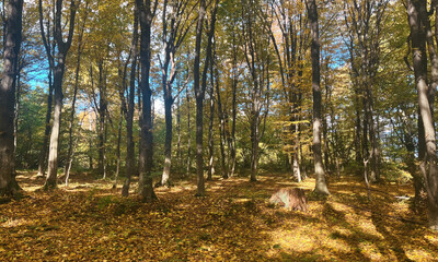 Autumn Forest Path With Sunlight Filtering Through Trees