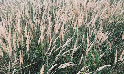Autumn Grass On Field