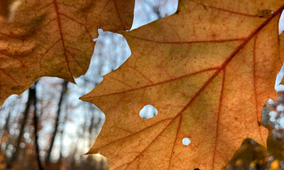 Autumn Leaf Veins In Soft Morning Light