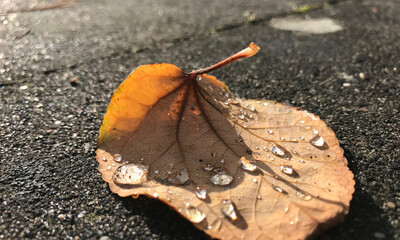 Autumn Leaf With Raindrops On Pavement