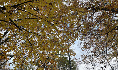 Autumn Sky Framed By Tall Tree Branches