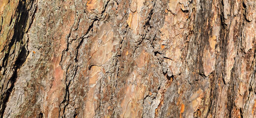 Close-up beech bark texture – detailed wood trunk surface in high resolution