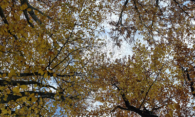 Autumn Sky Framed By Tree Branches
