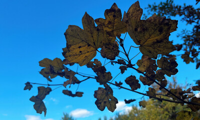 Autumn Tree Branche Touching Blue Sky