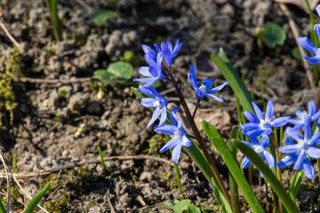 many blue flowers of the star hyacinth on a meadow at springtime