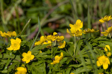 Close-up of anemone ranunculoides – yellow wood anemone or buttercup anemone in bloom