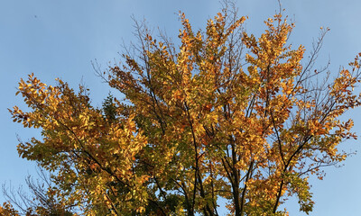 Autumn Tree With Bright Orange Leaves