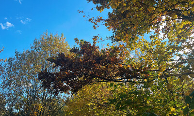 Autumn Tree With Colorful Leaves In Sunlight