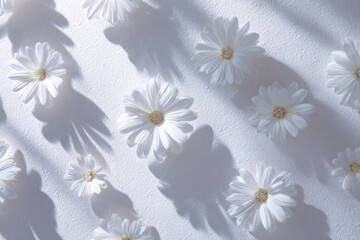 White daisies on a white textured surface, casting shadows. Overhead shot