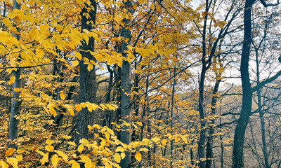 Autumn Trees With Bright Yellow Leaves