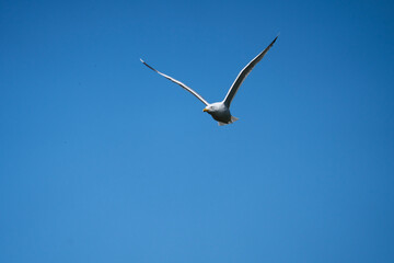 seagull in flight