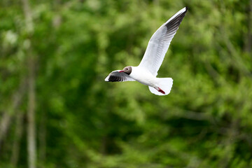 seagull in flight