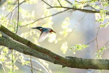 Kingfisher in flight