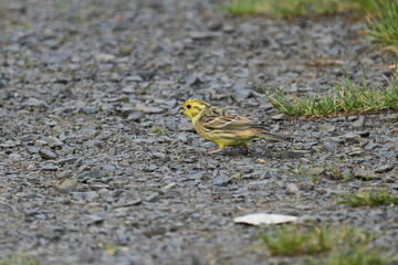 small bird on the grass