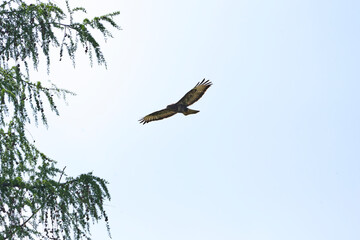 bird in flight