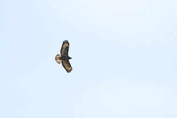 Silhouette of a bird of prey