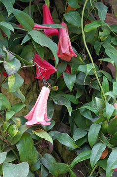 Chilean bellflower blooms and foliage, Cheshire, England

