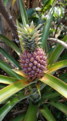 Young pineapple plant with spiky, layered fruit and long green leaves in garden