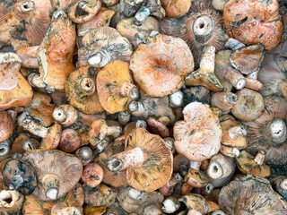 Abundance of Beautiful Mushrooms Filling the Frame