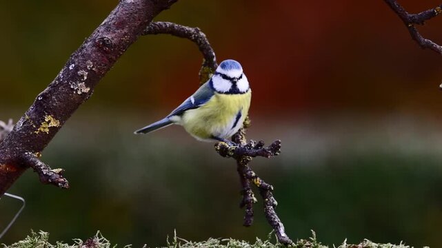 A Blue Tit in the wild