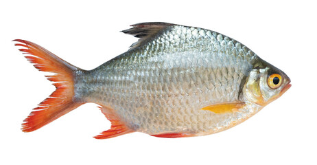 Fototapeta premium Red-tailed Tinfoil Barb isolated on background with red fins and shiny scales