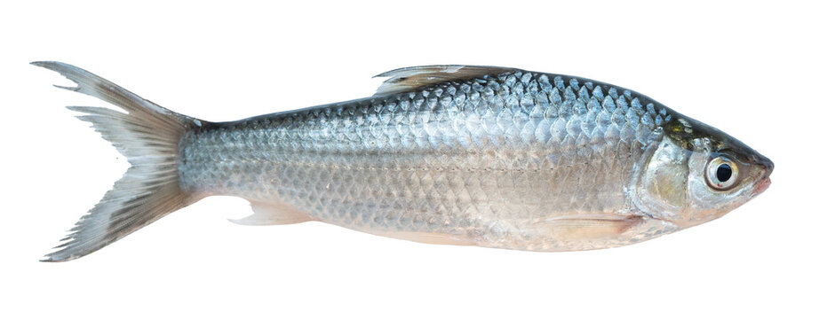 Freshwater fish isolated on background, silver shiny scales aquatic animal for education and aquaculture concept