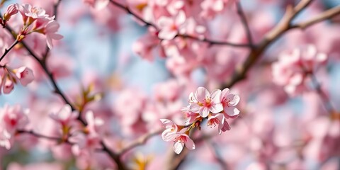 Fototapeta premium Softly blurred pink blossoms fill the frame, creating a romantic backdrop, art, vibrant