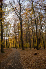 Autumn Path Through the Woods